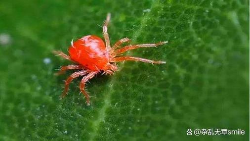 蜘蛛怎么消灭最彻底