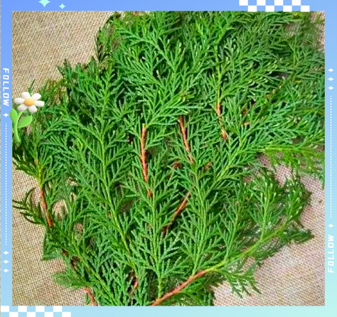 侧柏叶的功效与作用