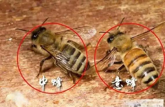 中蜂产蜜能力差多少