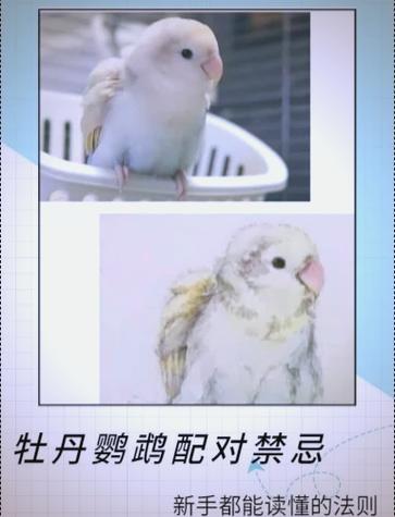 牡丹鹦鹉配对公式一览表缩略图