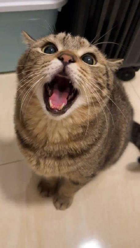 小猫嗷呜叫好像很委屈一样