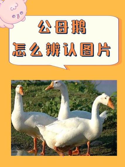 母鹅和公鸡能配种吗