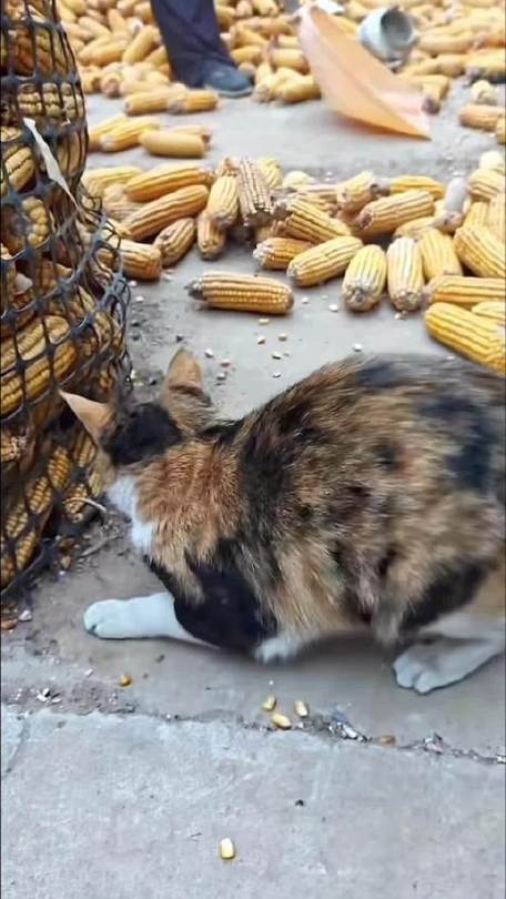 宠物猫不抓老鼠缩略图