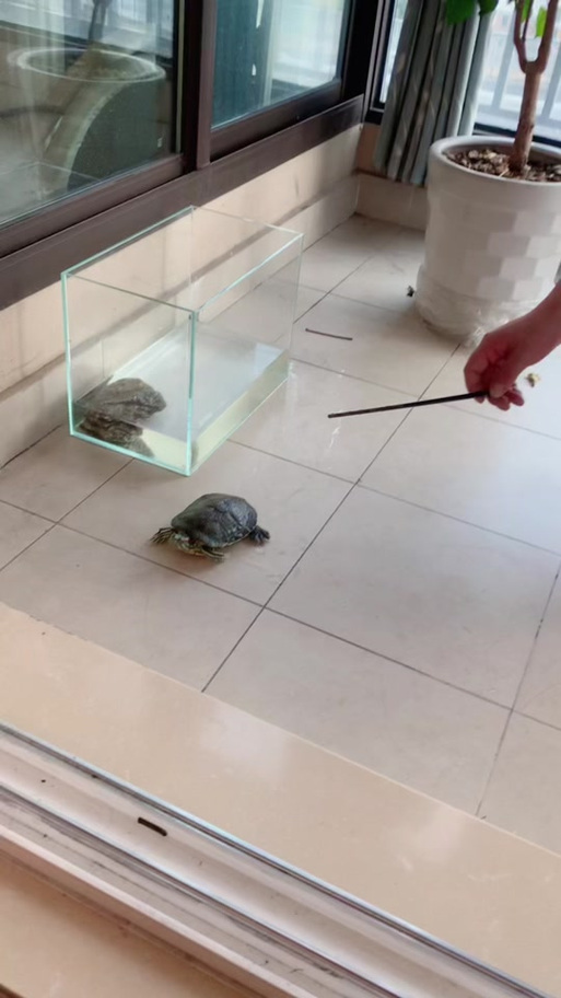 乌龟发出叫声是怎么回事