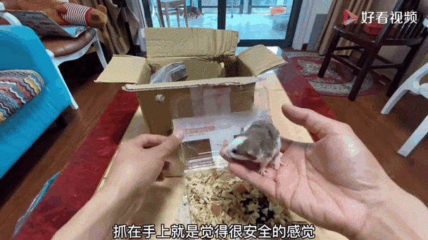 老鼠的智力水平