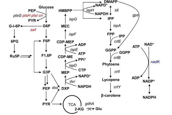 mep医学上是什么药