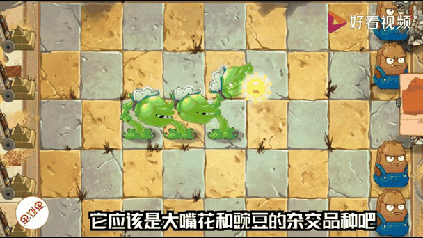 豌豆大嘴花