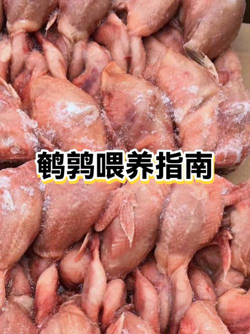 鹌鹑吃谷子还是小米
