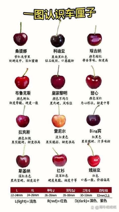 车厘子最好三个品种缩略图