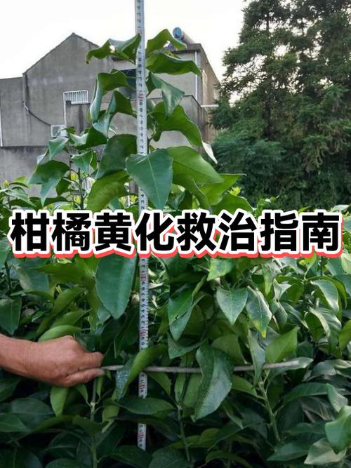 柑桔黄化解决方案