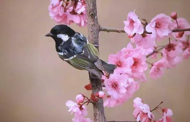 家里进小鸟的真正预兆