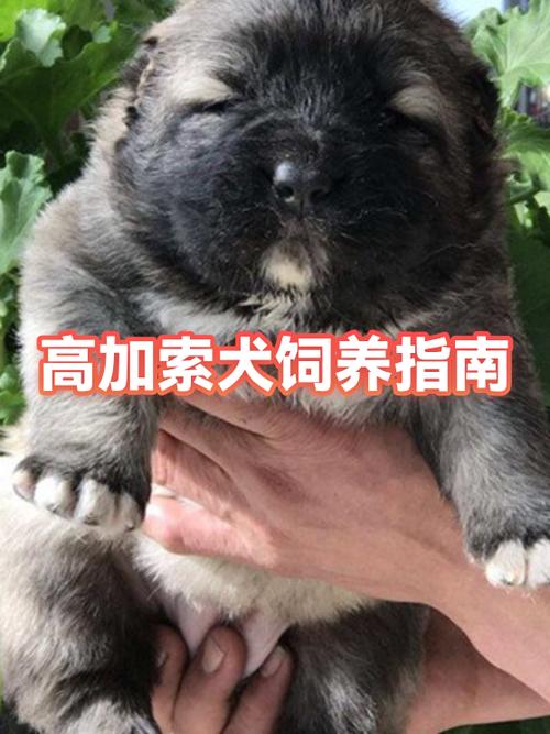 真狗是什么意思缩略图