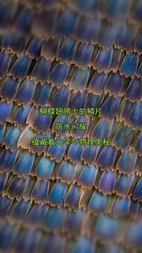 美丽鳞片是如何产生的图标