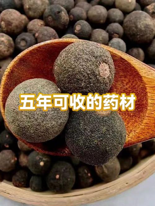 人参蜜宝的功效