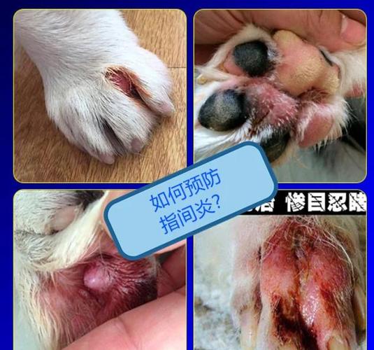 趾间炎 狗怎么治疗截图