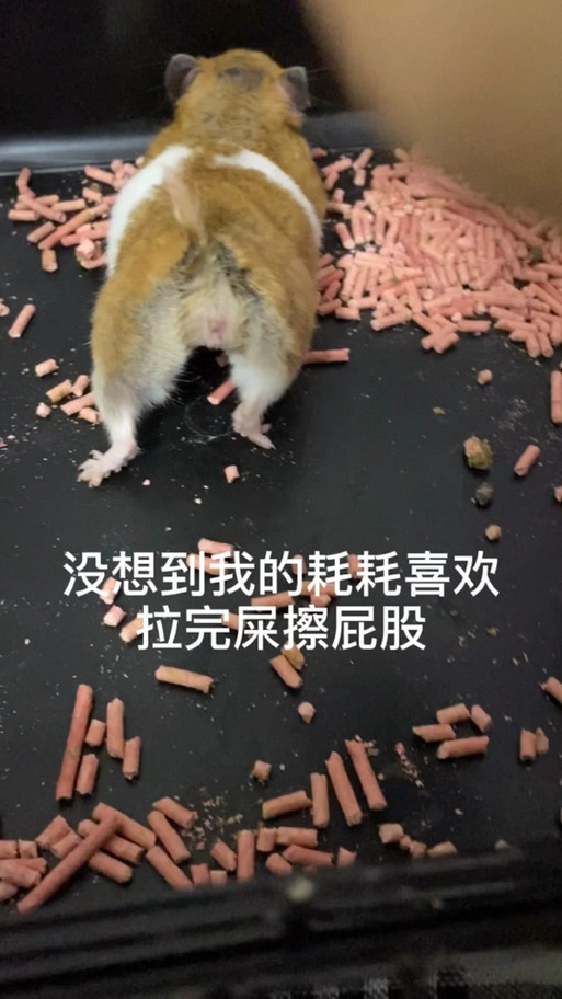 仓鼠身上湿哒哒的原因
