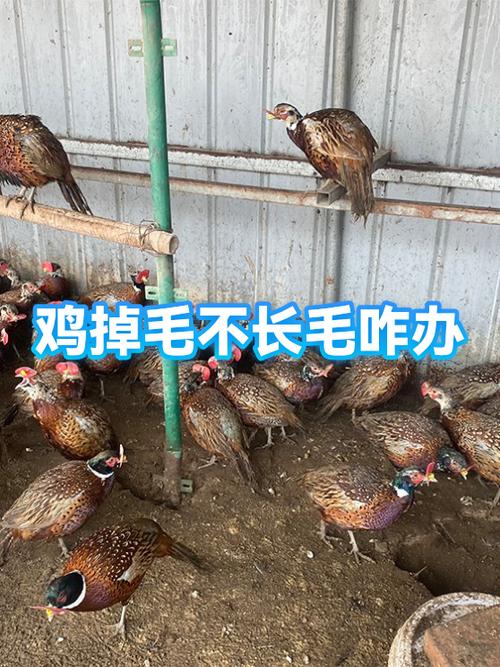 沥青拔鸡毛鸡还能吃么图标