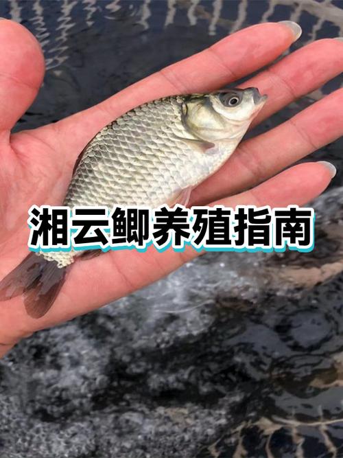 十大紧缺养殖业