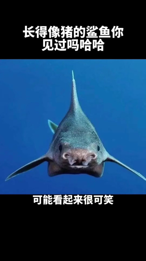 猪鲨boss的背景故事