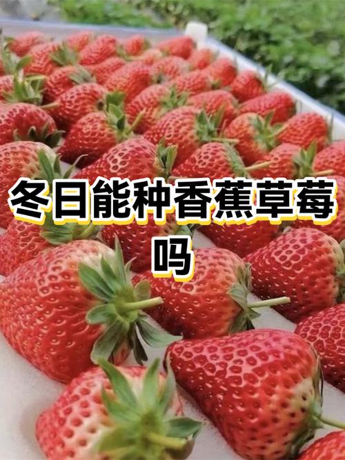 草莓可以和香蕉一起吃吗?
