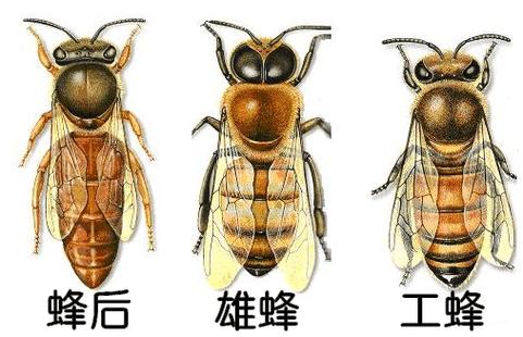 泰拉瑞亚蜂后和蜂王图标