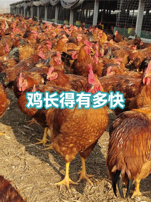 养鸡喂什么长得快截图