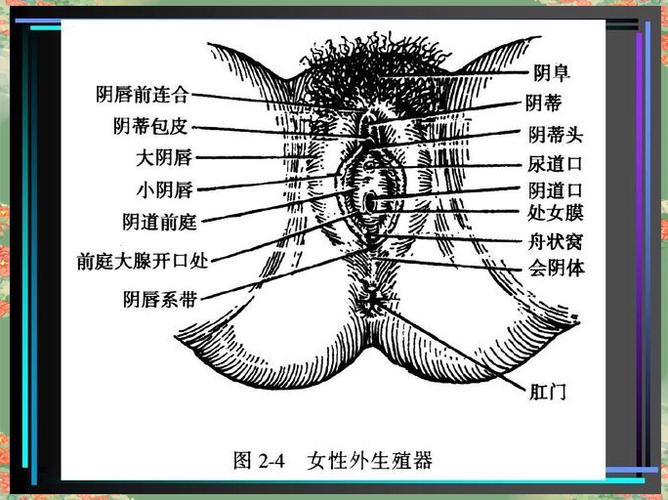 生物书上女性的图片