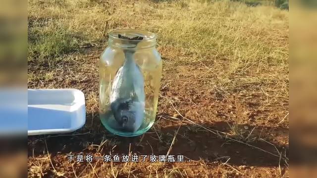 可乐能腐蚀鱼是真的还是假的