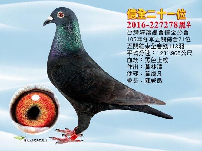 黑公鸽子最佳配对