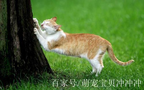 流量猫