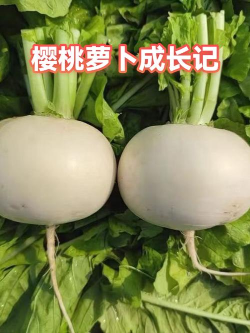 樱桃萝卜的五个阶段