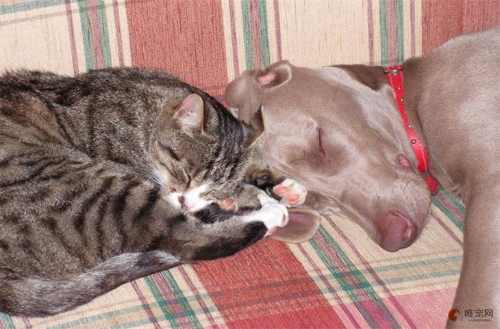 猫狗同养禁忌图标