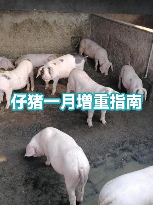 减肥可以一个月增肥吗游戏截图