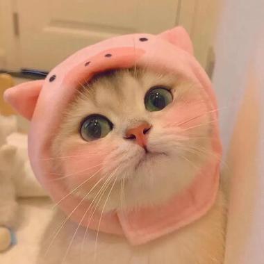 女生突然换个猫的头像