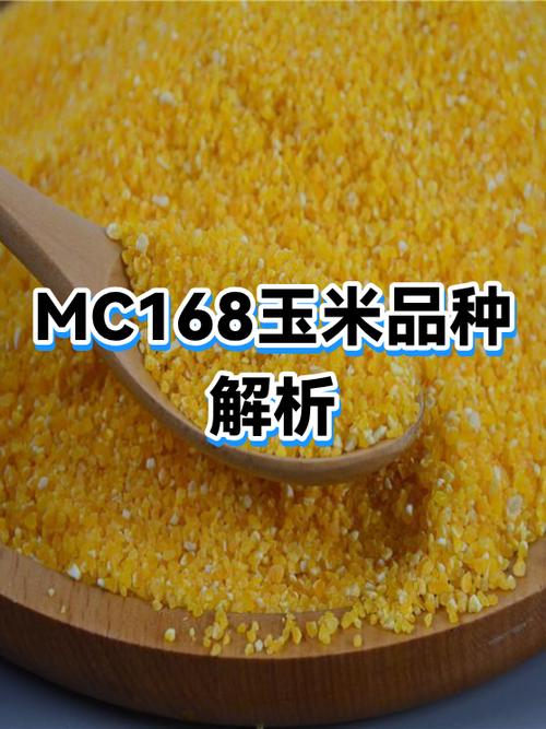 MC玉米品种大全缩略图