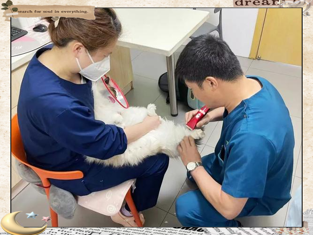 线上宠物医生问诊缩略图
