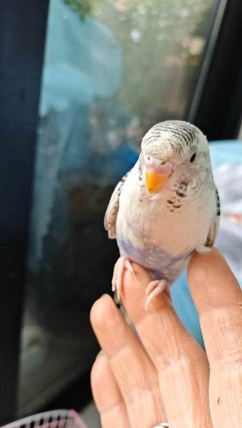 云斑鹦鹉饲养注意什么