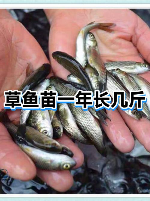 9斤草鱼要养几年