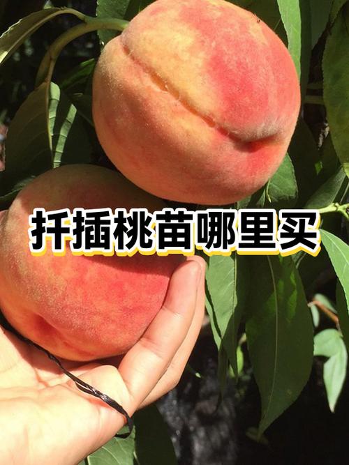 鲜果奇园和颐和果园哪个靠谱