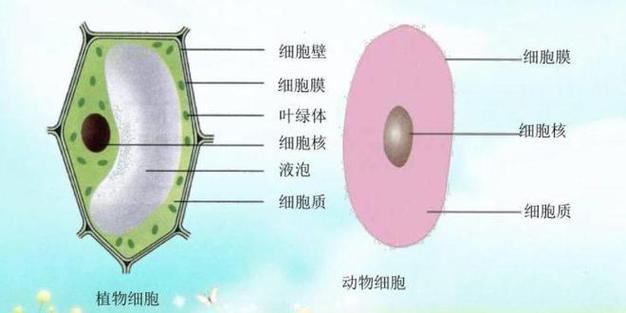 动物细胞有没有细胞壁