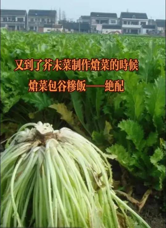 芥末放多了怎样让它不呛
