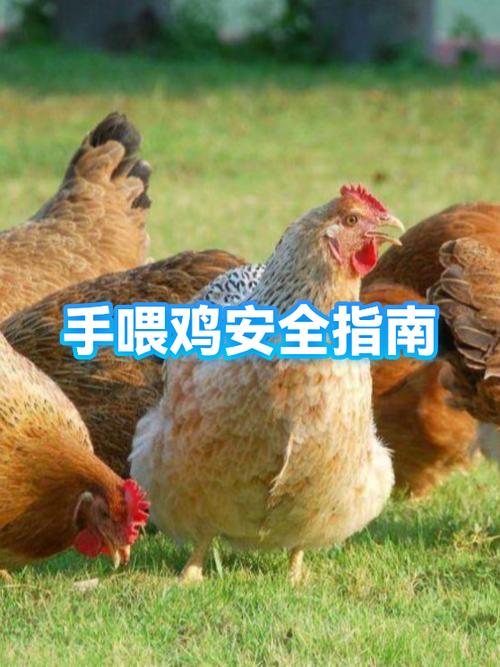 葡萄糖喂鸡连续用几天