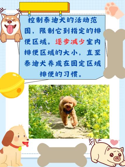 狗狗大小便的训练方法