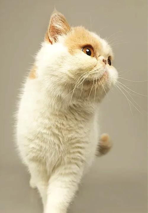 加菲猫下载大全