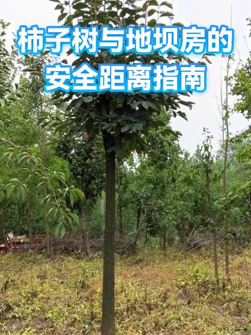 树木离房屋多少米合法