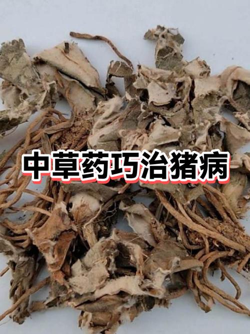 金银花泡水喝的副作用