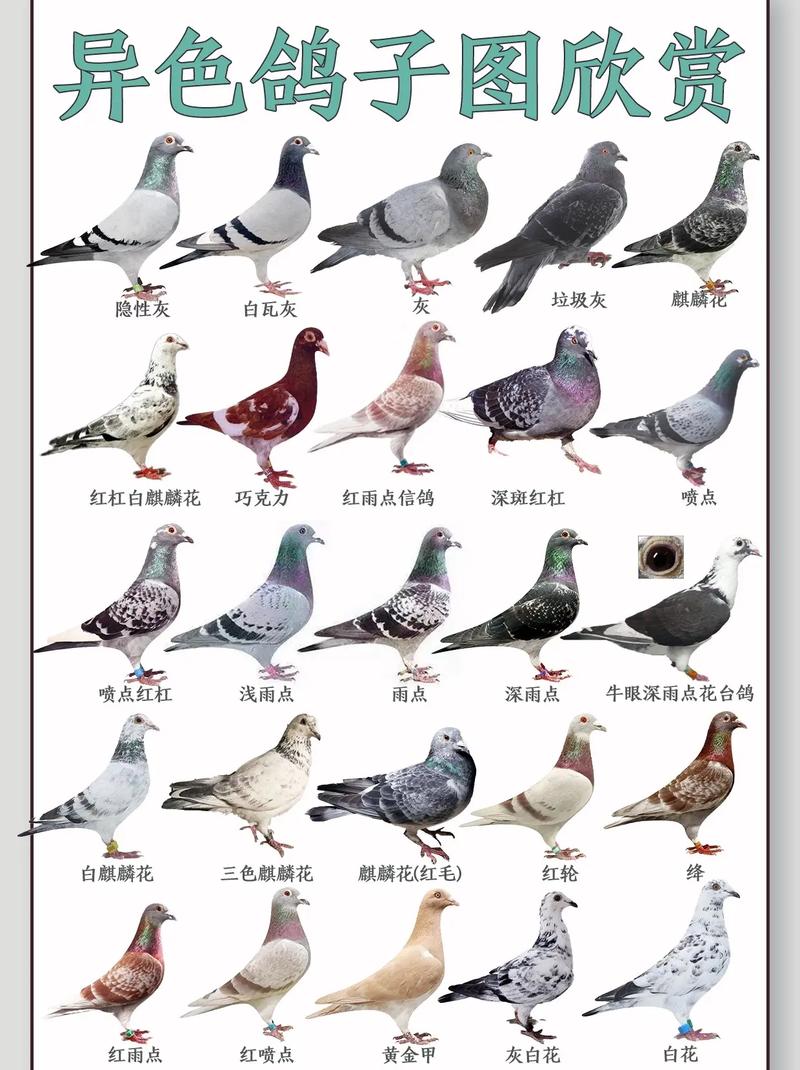 我们国内现在有多少种鸽子品种