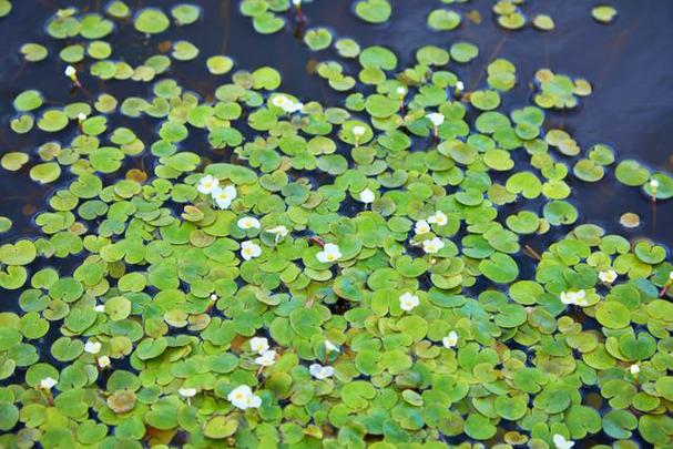池塘水生植物