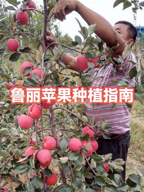 鲁丽苹果为何不能乱栽