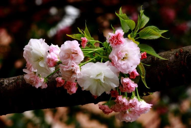 樱花烂漫乐峰